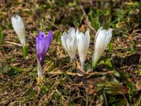 Lila Krokusblüte neben weißer Krokusgruppe